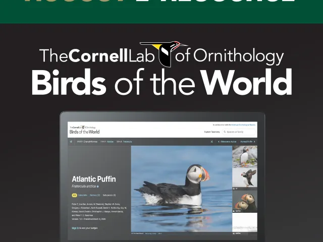 Graphic announcing the August e-resource for the month, birds of the world