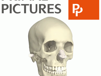Gif of 3D rendering of a head